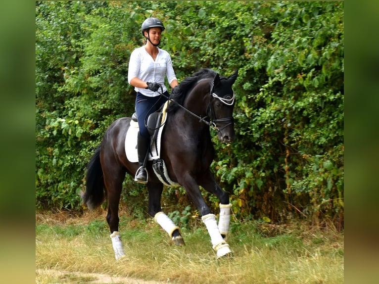 KWPN Gelding 4 years 16,1 hh Black in Neuss
