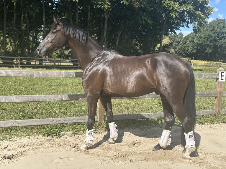 KWPN Gelding 4 years 16,1 hh Black in Lille