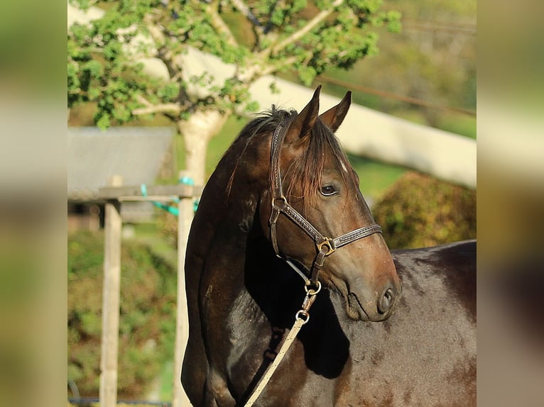 KWPN Gelding 4 years 16,1 hh Brown in Kamnik