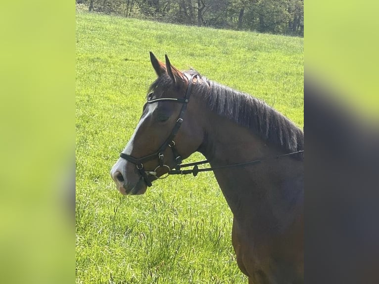 KWPN Gelding 4 years 16,1 hh Brown in Hagen