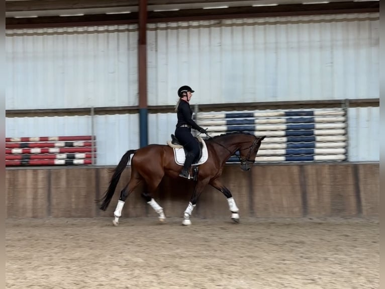 KWPN Gelding 4 years 16,1 hh Brown in Oud Gastel