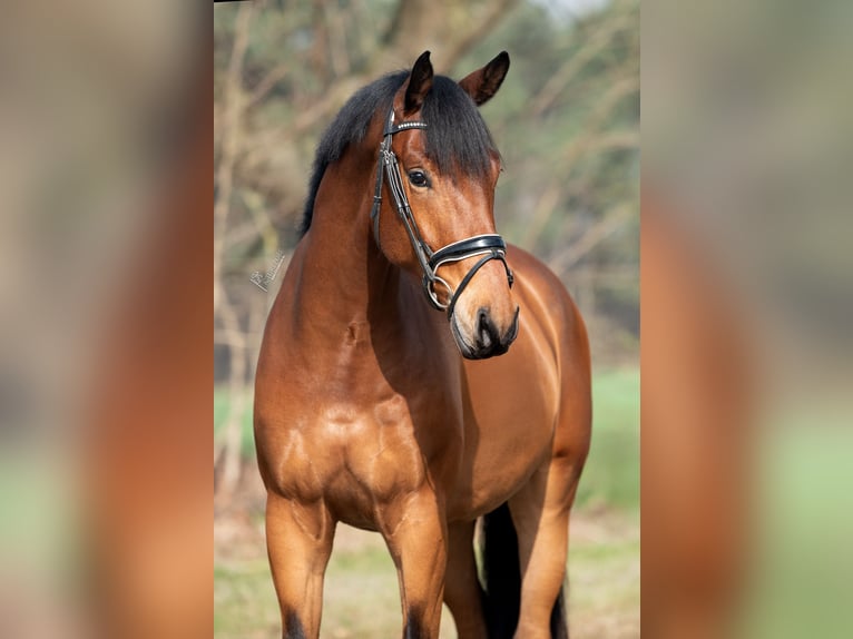 KWPN Gelding 4 years 16,1 hh Brown in Peer