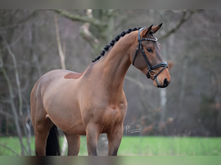 KWPN Gelding 4 years 16,1 hh Brown in Peer