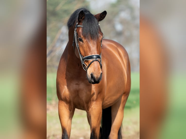 KWPN Gelding 4 years 16,1 hh Brown in Peer