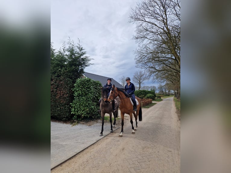 KWPN Gelding 4 years 16,1 hh Brown in Bavel AC
