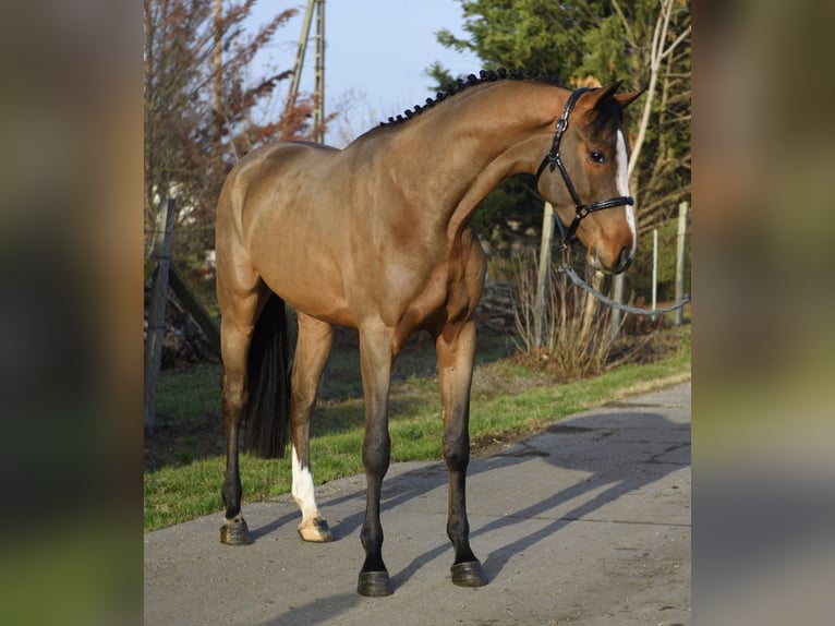 KWPN Gelding 4 years 16,1 hh Brown in Szarvas