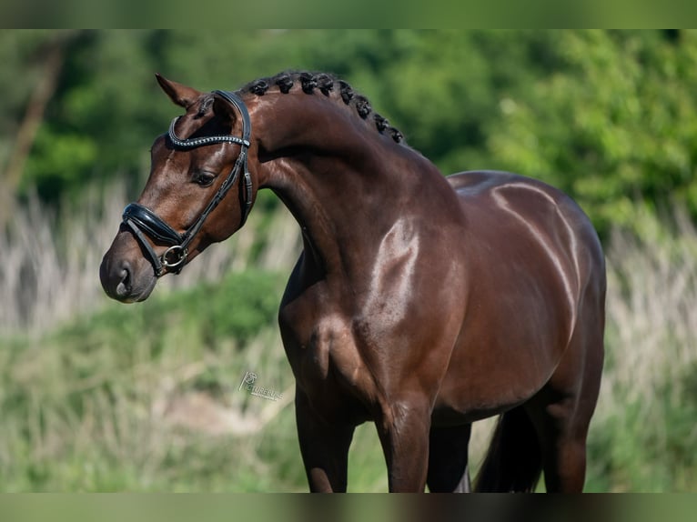 KWPN Gelding 4 years 16,1 hh Chestnut in Peer