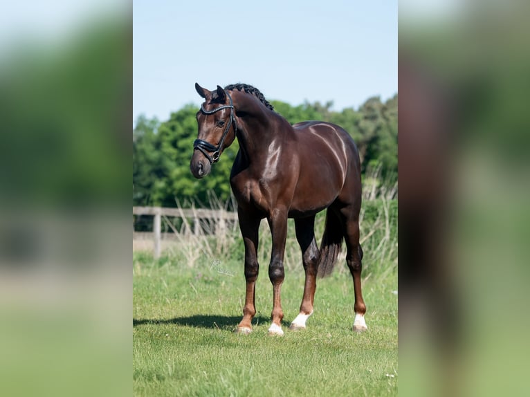 KWPN Gelding 4 years 16,1 hh Chestnut in Peer