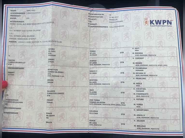 KWPN Gelding 4 years 16,1 hh Chestnut-Red in El Molar