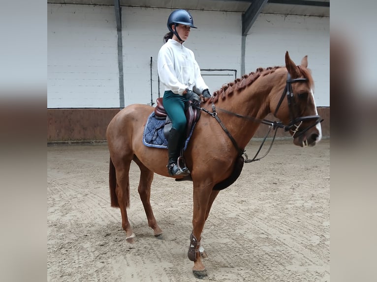 KWPN Gelding 4 years 16,1 hh Chestnut-Red in Lohne (Oldenburg)