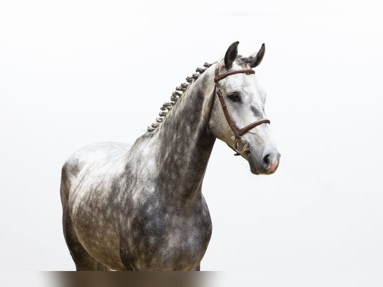 KWPN Gelding 4 years 16,1 hh Gray in Waddinxveen