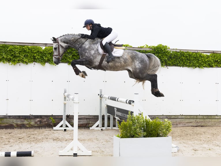 KWPN Gelding 4 years 16,1 hh Gray in Waddinxveen
