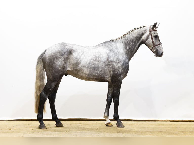 KWPN Gelding 4 years 16,1 hh Gray in Waddinxveen