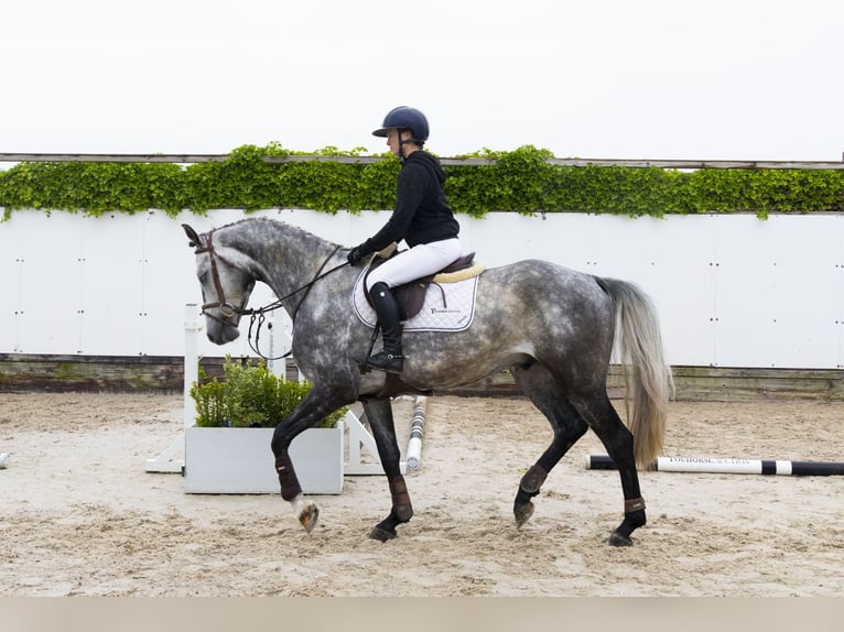 KWPN Gelding 4 years 16,1 hh Gray in Waddinxveen