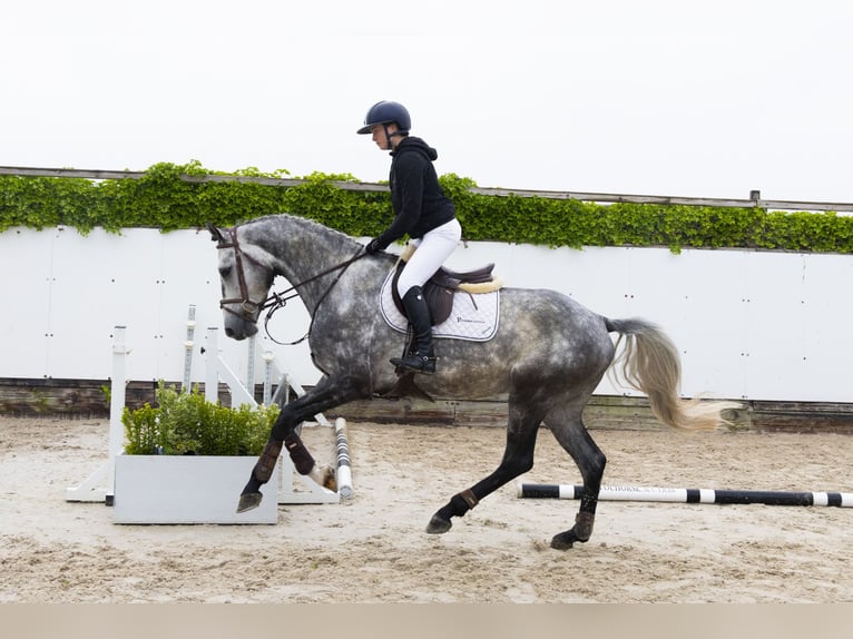 KWPN Gelding 4 years 16,1 hh Gray in Waddinxveen