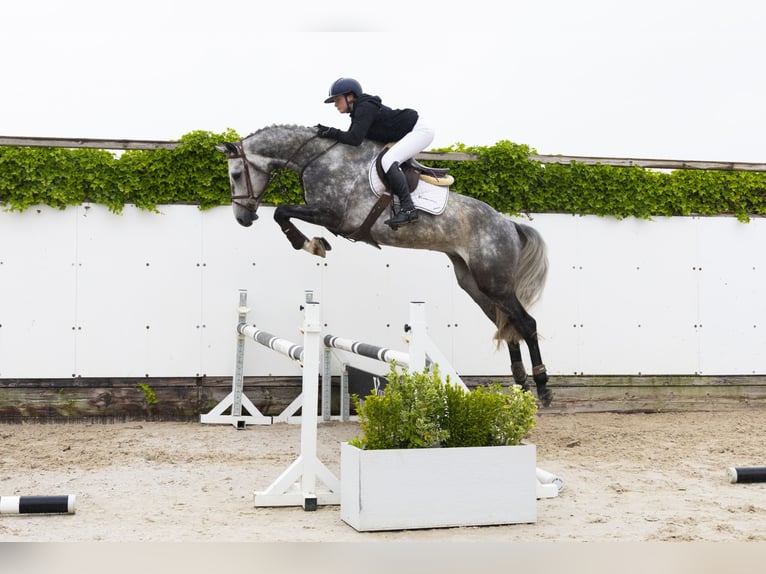 KWPN Gelding 4 years 16,1 hh Gray in Waddinxveen