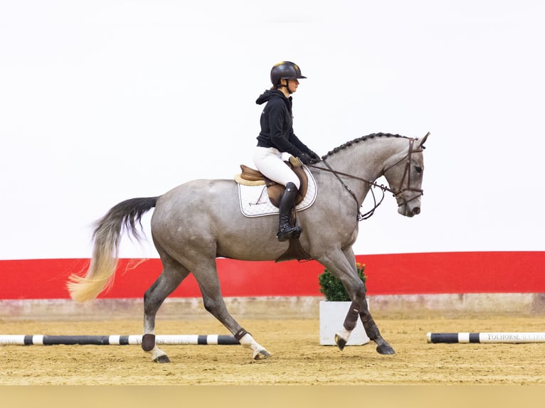 KWPN Gelding 4 years 16,1 hh Grey in Waddinxveen