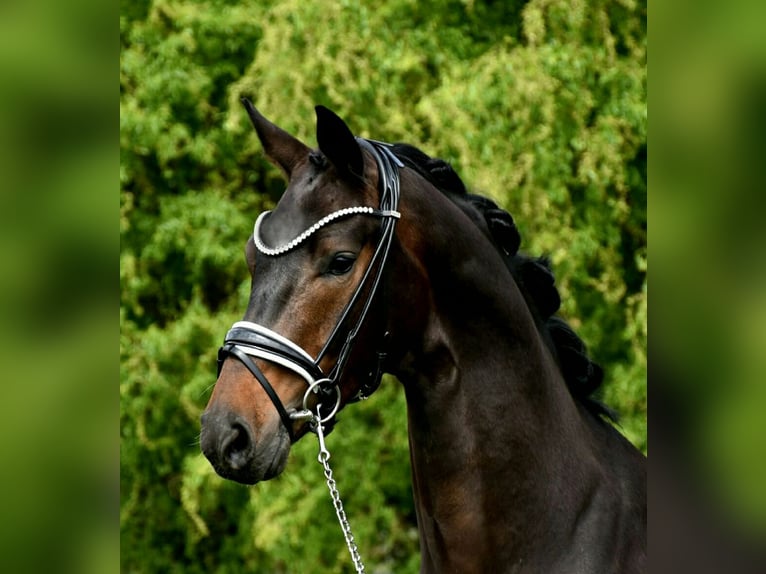 KWPN Gelding 4 years 16,2 hh Bay-Dark in Neuss
