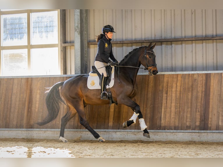 KWPN Gelding 4 years 16,2 hh Bay-Dark in Harlingen