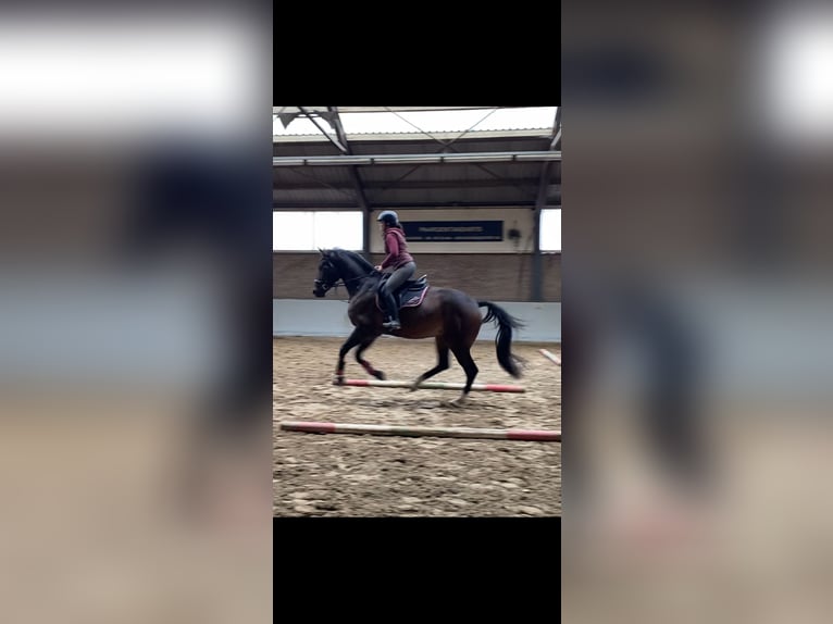 KWPN Gelding 4 years 16,2 hh Bay-Dark in Spaubeek