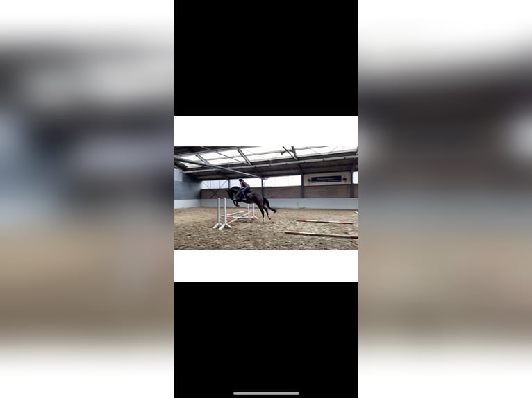 KWPN Gelding 4 years 16,2 hh Bay-Dark in Spaubeek