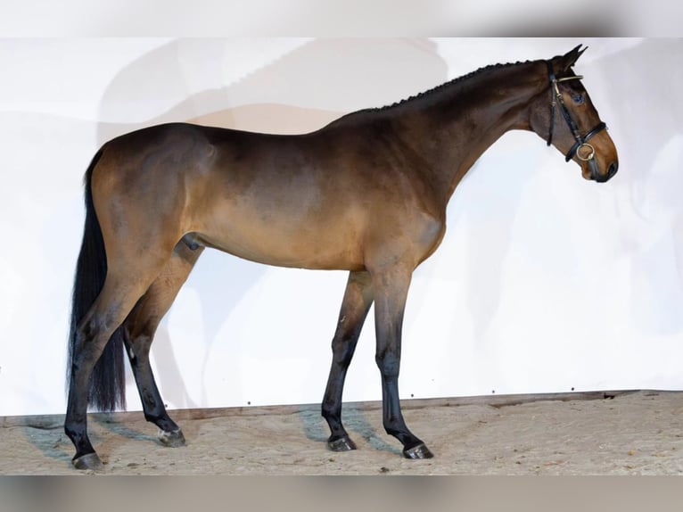KWPN Gelding 4 years 16,2 hh Bay-Dark in Wijchmaal