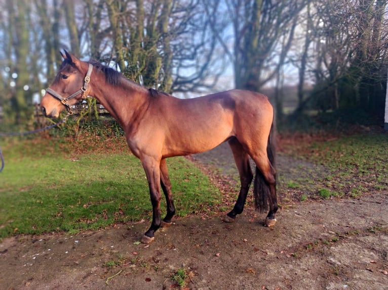 KWPN Gelding 4 years 16,2 hh Bay-Dark in Wijchmaal