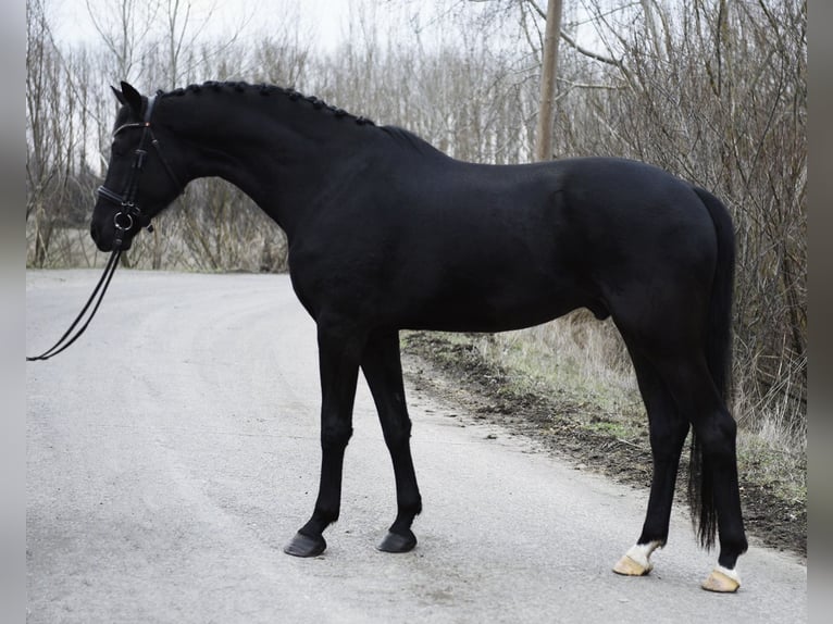 KWPN Gelding 4 years 16,2 hh Black in Kecskemét