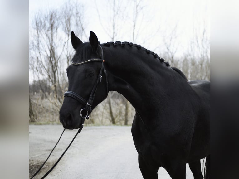 KWPN Gelding 4 years 16,2 hh Black in Kecskemét