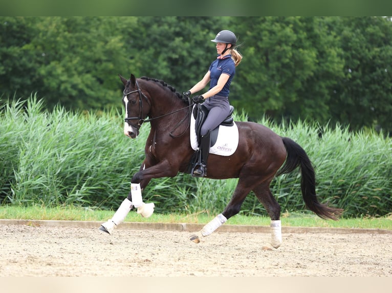 KWPN Gelding 4 years 16,2 hh Black in Haaksbergen