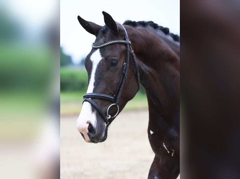 KWPN Gelding 4 years 16,2 hh Black in Haaksbergen