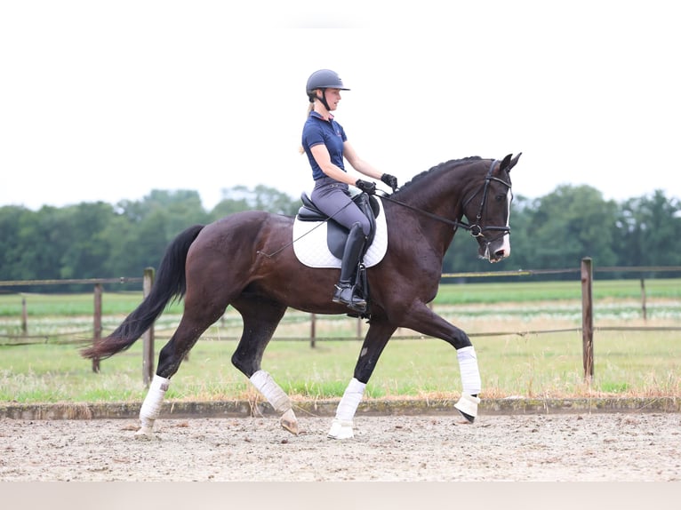 KWPN Gelding 4 years 16,2 hh Black in Haaksbergen