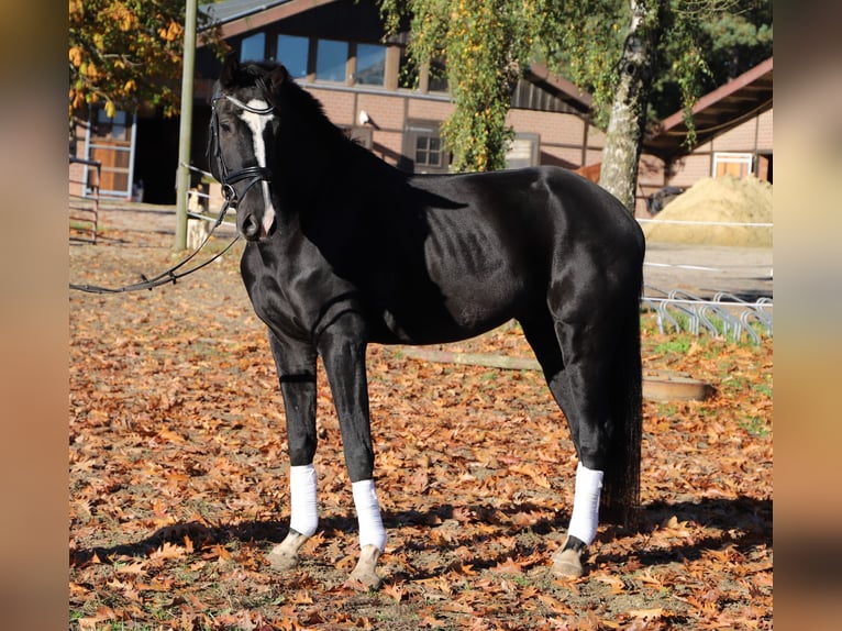 KWPN Gelding 4 years 16,2 hh Black in Wielen