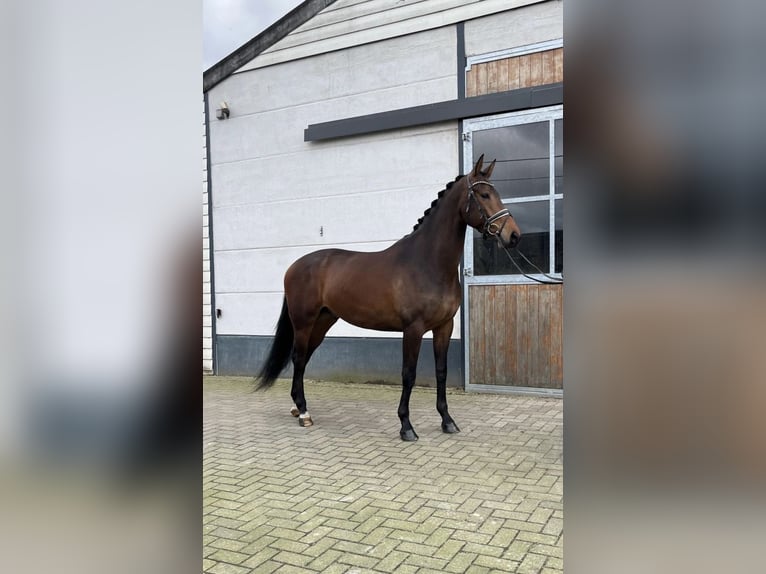 KWPN Gelding 4 years 16,2 hh Brown in Mönchengladbach