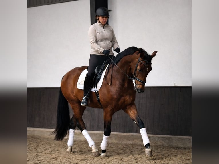 KWPN Gelding 4 years 16,2 hh Brown in Zuid-Beijerland