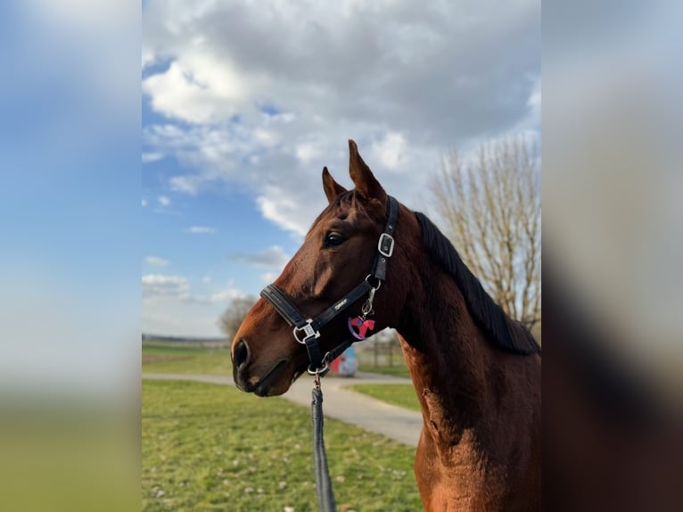 KWPN Gelding 4 years 16,2 hh Brown in Miltenberg