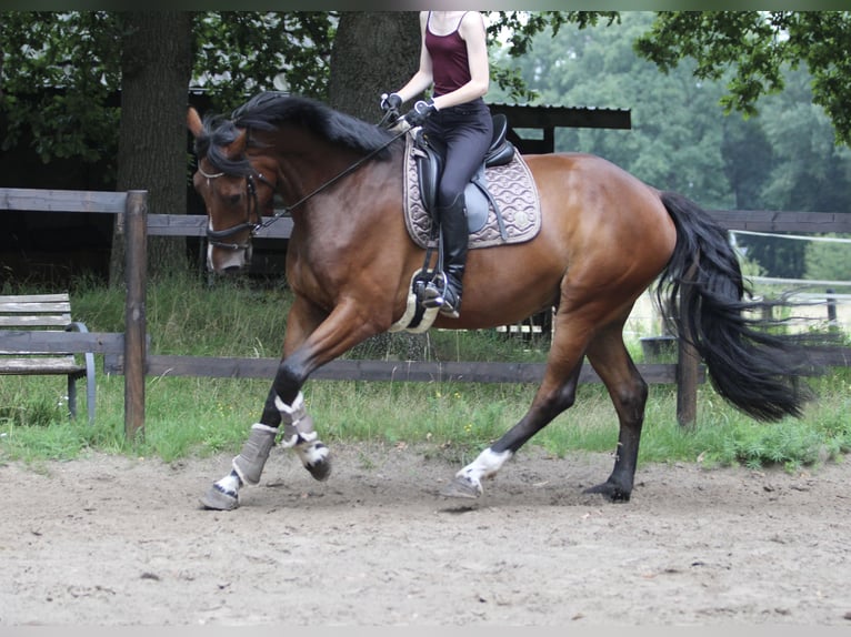 KWPN Gelding 4 years 16,2 hh Brown in Gronau