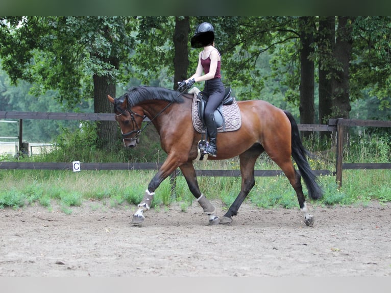 KWPN Gelding 4 years 16,2 hh Brown in Gronau