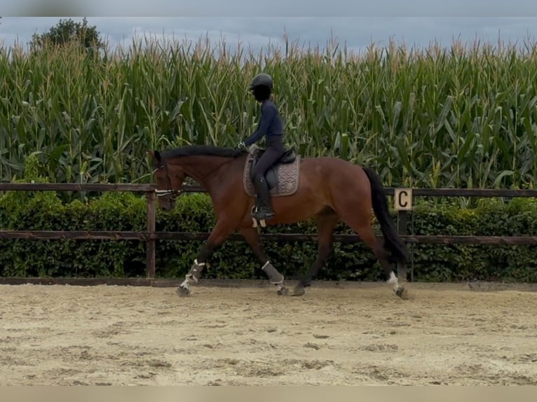 KWPN Gelding 4 years 16,2 hh Brown in Gronau
