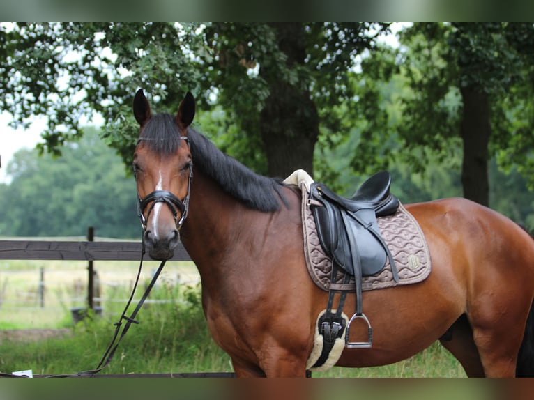 KWPN Gelding 4 years 16,2 hh Brown in Gronau