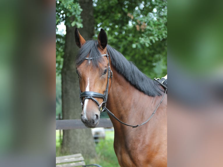 KWPN Gelding 4 years 16,2 hh Brown in Gronau