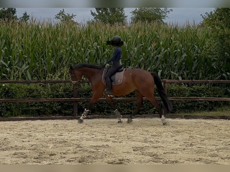 KWPN Gelding 4 years 16,2 hh Brown in Gronau