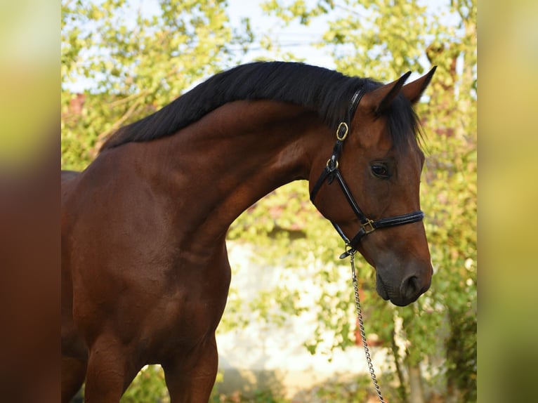 KWPN Gelding 4 years 16,2 hh Brown in H&#xF3;dmez&#x151;v&#xE1;s&#xE1;rhely
