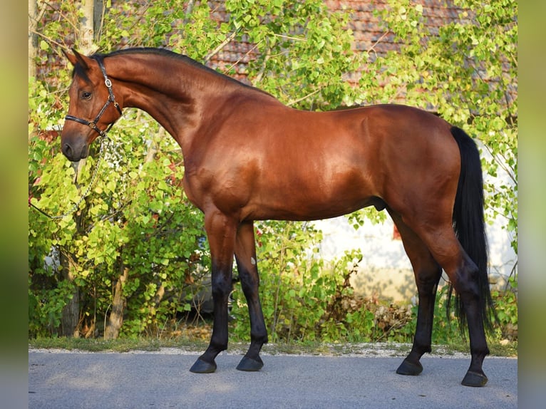 KWPN Gelding 4 years 16,2 hh Brown in H&#xF3;dmez&#x151;v&#xE1;s&#xE1;rhely