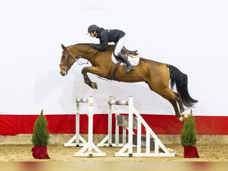 KWPN Gelding 4 years 16,2 hh Brown in Waddinxveen