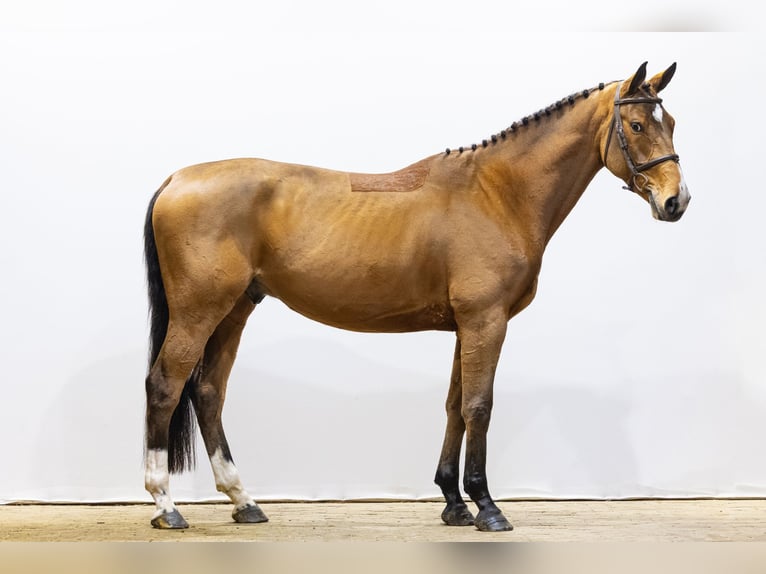 KWPN Gelding 4 years 16,2 hh Brown in Waddinxveen