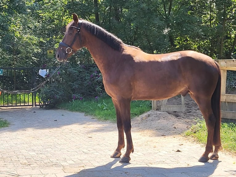 KWPN Gelding 4 years 16,2 hh Chestnut in Soest