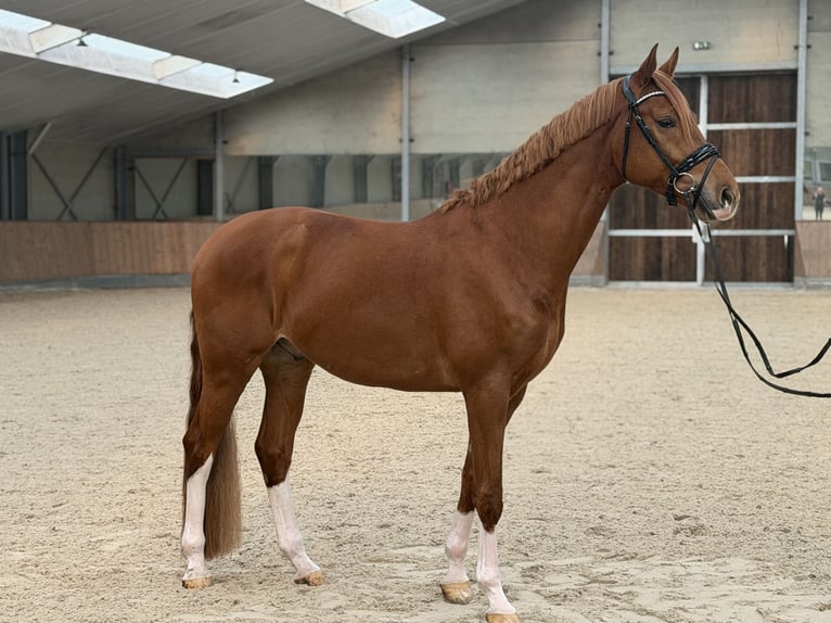 KWPN Gelding 4 years 16,2 hh Chestnut-Red in Aalsmeer