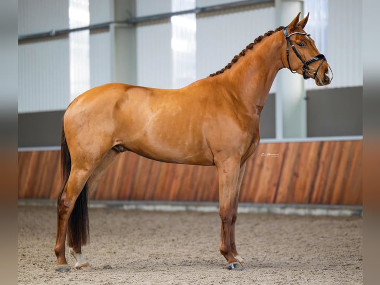 KWPN Gelding 4 years 16,2 hh Chestnut-Red in Groningen