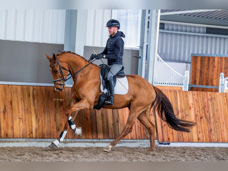KWPN Gelding 4 years 16,2 hh Chestnut-Red in Groningen